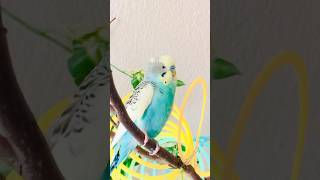 Can you tell difference between Cupcake and Jewel 😂 ❤️ birds budiges birdsinging parrot [upl. by Colombi225]