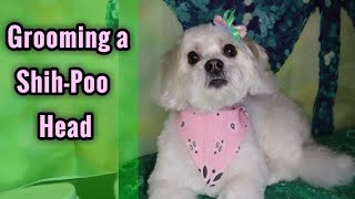 Grooming a ShihPoos Head Tutorial [upl. by Niran]