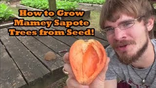 How to Grow a Mamey Sapote Tree from Seed Grocery Store Growing Ep3 [upl. by Phil763]