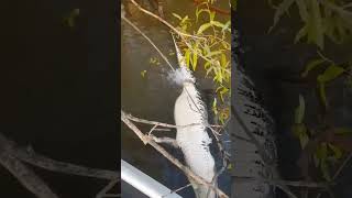 Piranhas eating a Caiman 😳 junglepetshop wildlife animallover nature animals camera life [upl. by Aciretnahs]