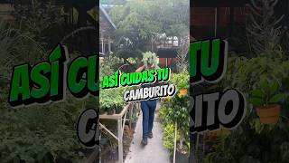 Adi cuidas la planta 🌱 de camburito jardinería plantas vivero jardines paisajismo plants [upl. by Venita]