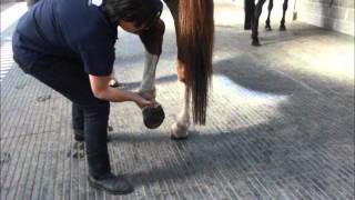 Horse Stretching Hip Flexors and Modified Farrier Stretch [upl. by Eleanore751]