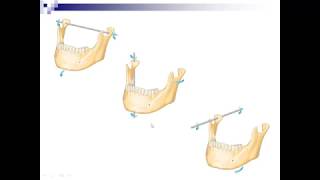 Lecture 7  Mandibular Movements [upl. by Junno]