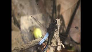 Dragonfly thorax breathing through abdomen its copulation and damselfly [upl. by Nived]