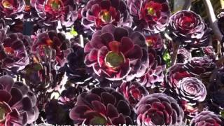 Aeonium arboreum Atropurpureum [upl. by Stanleigh]