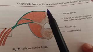 Thoracolumbar Fascia [upl. by Aekal]