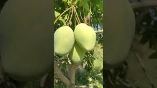 Mango 🥭 shorts agriculture fruit mengo [upl. by Ellimaj]