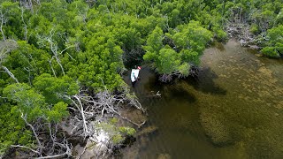 Spearfishing The Mangroves  Hidden Freshwater Spring [upl. by Anan760]