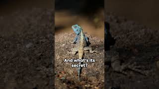 🦎🌟 Agama Lizard The Comedic Reptile 😆🎬 shorts [upl. by Ahserak942]