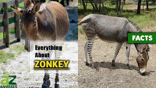 The Hybrid Zonkey Is Actually Real Zebroid  Zedonk  Equus Zebra [upl. by Anirtruc]