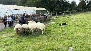 Glendalough Sheepdog Demo [upl. by Latsyek]