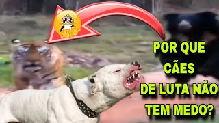 UM CÃO DE LUTA É MAIS VALENTE QUE UM PREDADOR [upl. by Ocirred]