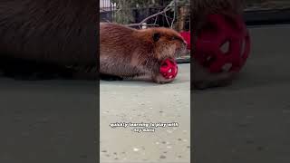 The beaver was forced to return to the wildanimals beaver rescue cute [upl. by Towers]