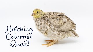 Meyer Hatchery HatchAlong  Hatching Coturnix Quail [upl. by Lais]