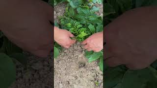 Proper Pruning of Mooli Plant Leaves MooliCare GardeningTips [upl. by Aenneea]