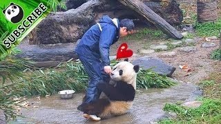 【Panda Top3】Clingy panda wont let nanny go back to work [upl. by Josefina]