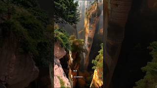 Elliforniya Dangerous Forest facts ytshorts amazingfacts [upl. by Korfonta]