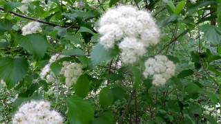 Capital Naturalist Arrowwood Viburnum [upl. by Pik]