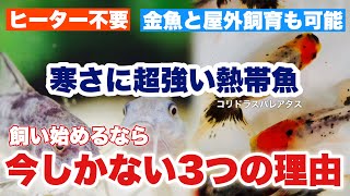 【飼うなら今しかない3つの理由】ヒーター不要  寒さに強い熱帯魚を飼う  金魚と一緒に屋外飼育も 飼い始めるならいつ？理由は？  コリドラスパレアタス  peperia [upl. by Smaj921]