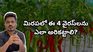 4 Virus Problems in Chilli Plants  మిరపలో 4 ముఖ్యమైన వైరస్‌లు How To Control [upl. by Naylor257]