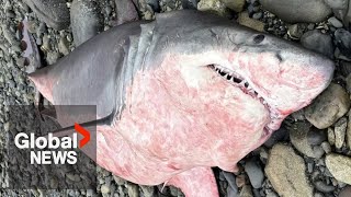 Rare great white shark washes up dead on BC beach [upl. by Atiuqes192]