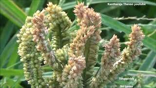 How to grow Eleusine coracana [upl. by Spatola419]