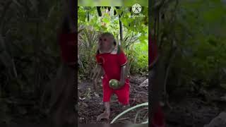 Monkey ne Loki chori karne aata hai😱😱😱🤣🤣 facts animatedcartoon factnagar howdytoons natio [upl. by Soelch233]