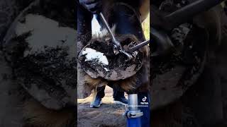 MASSIVE HOOF  Cutting the Bars  Trimming a Draft Horse  So Satisfying  Farrier ASMR [upl. by Aneleiram]