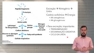 Compostos nitrogenados e Catabolismo de aminoácidos [upl. by Hume]