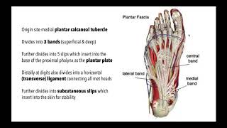 Mastering the Plantar Aponeurosis  Anatomy Function Pathology amp Treatment with Dr Emily [upl. by Ainesej]