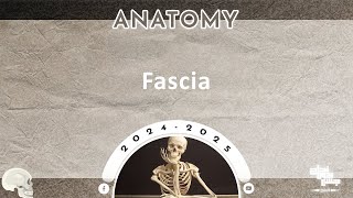 Revision of L7 Fascia  Anatomy [upl. by Germain]