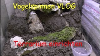 Vogelspinnen VLOG  Terrarium für Pterinopelma sazimai einrichten [upl. by Torto]