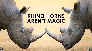 Rhinos are Unicorns but their Horns aren’t Magic [upl. by Rovner812]