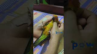 Ponnappan ishtam ♥️🦜 fyp petsownway pets ponnappan [upl. by Najib523]