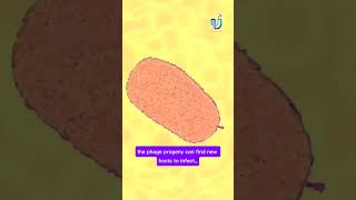 “Bateriophage vs EColi” phage viralvideo facts viralshorts shorts [upl. by Yeta]