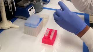 DNA Purification of PCR Product [upl. by Lohse569]