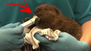 Cutest Baby Beaver Cant Stop Building Dams While His Owner Is Asleep [upl. by Mountford]