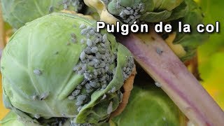 Pulgón de la col Brevicoryne brassicae [upl. by Aetnahs]