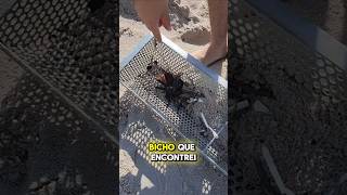 Cuidado ao ir a praia olha o bicho que encontrei la ecopeneira praia [upl. by Rocher]