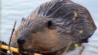 Beaver eating tree bark of twig with chewing sound [upl. by Pump]