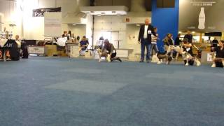 VDH  Europasieger Dogshow Dortmund Be My Dog´s Megabucks  NEW VDH Europasieger 2016 [upl. by Yraunaj24]