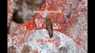 Bronzetailed Thornbill and Buff Helmetcrest 铜尾尖嘴蜂鸟和黄髯蜂鸟 [upl. by Laine984]