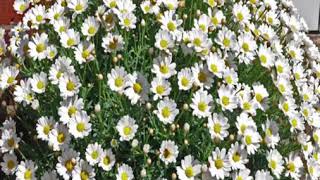 Marguerite Daisy Plant [upl. by Zanlog579]