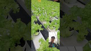 Hydroponics Lettuce Production nonoyturaltv [upl. by Nuhs202]