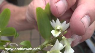 OrchidWeb  Dendrobium oligophyllum [upl. by Nagaet]