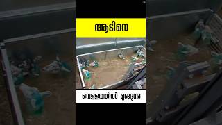 ആടിനെ മുക്കുന്ന വെള്ളം sheep dip malayalam facts shorts [upl. by Maire]