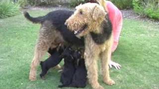 Airedale Puppies  San Diego Mountain Airedale Terriers [upl. by Nohsid]