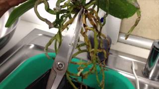 Repotting a Phalaenopsis orchid into SemiHydroponic method [upl. by Zerla]