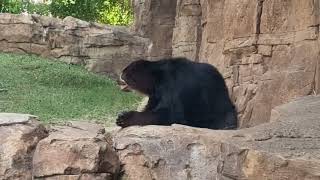 Spectacled bear [upl. by Haida446]