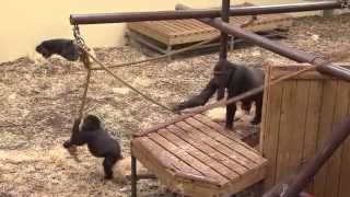 Gorilla op transport naar Heidelberg  Burgers Zoo Natuurlijk  Arnhem [upl. by Joleen]